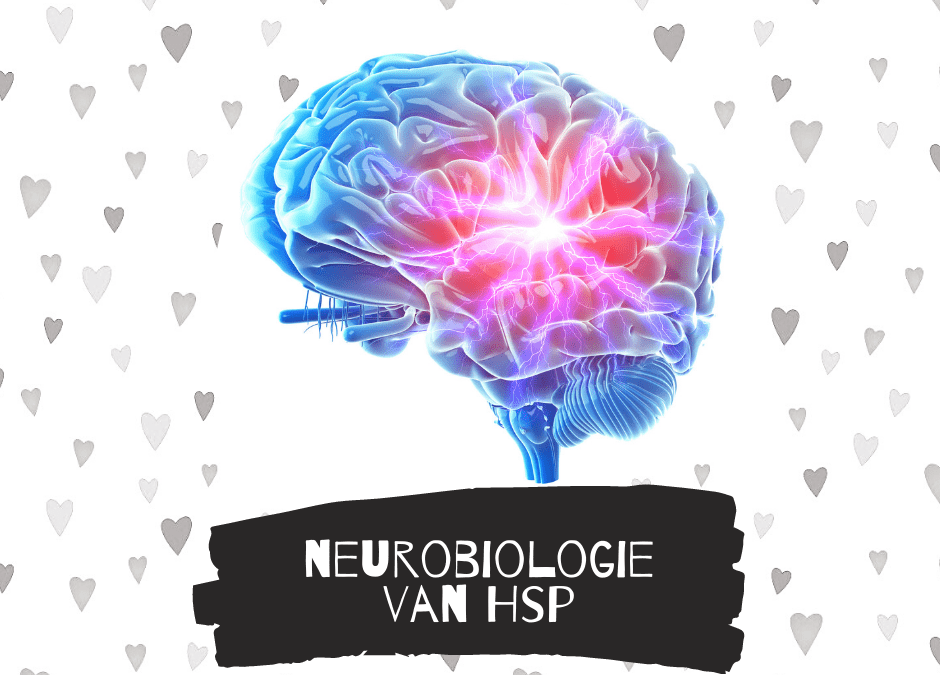 Neurobiologie van HSP
